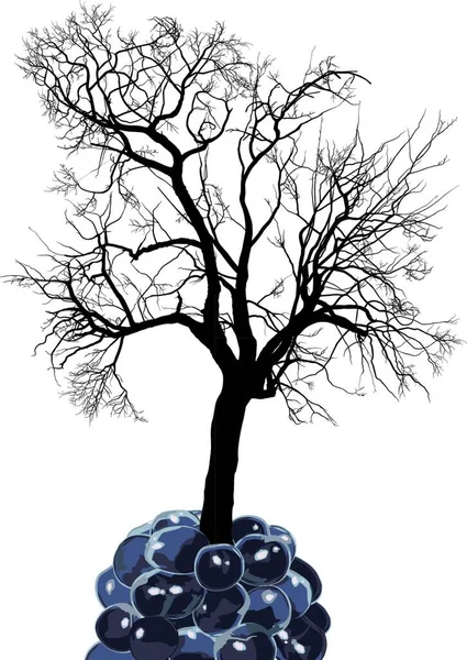 Himbeerbaum Der Frucht Maulbeere — Stockvektor
