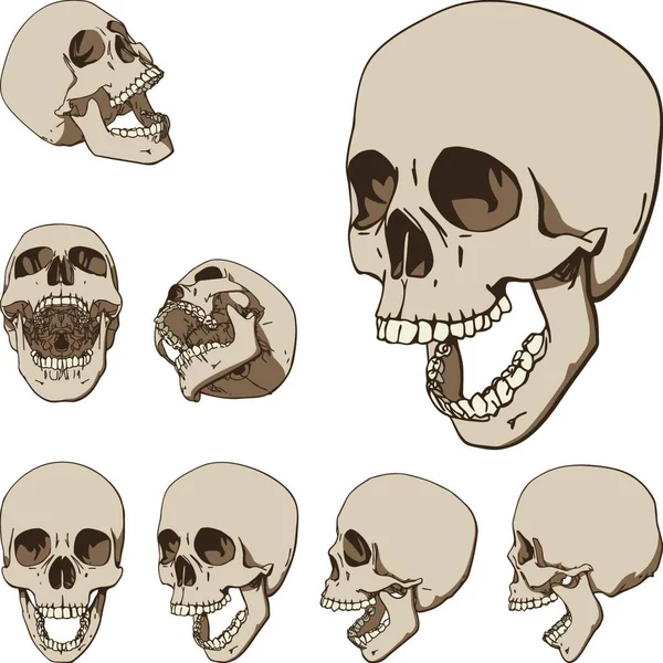 Conjunto Siete Cráneos Ilustración Vectorial — Archivo Imágenes Vectoriales