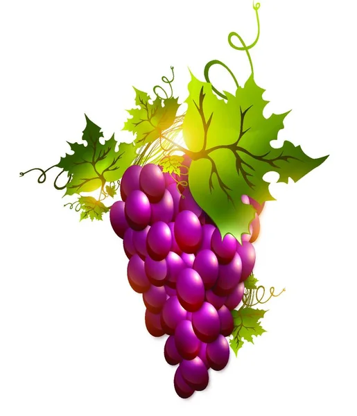 Grape Graphic Vector Illustration — Stock Vector