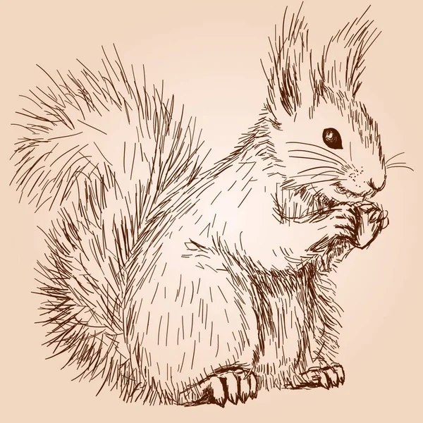 Hand Drawn Sketch Squirrel White Background — Stock Vector