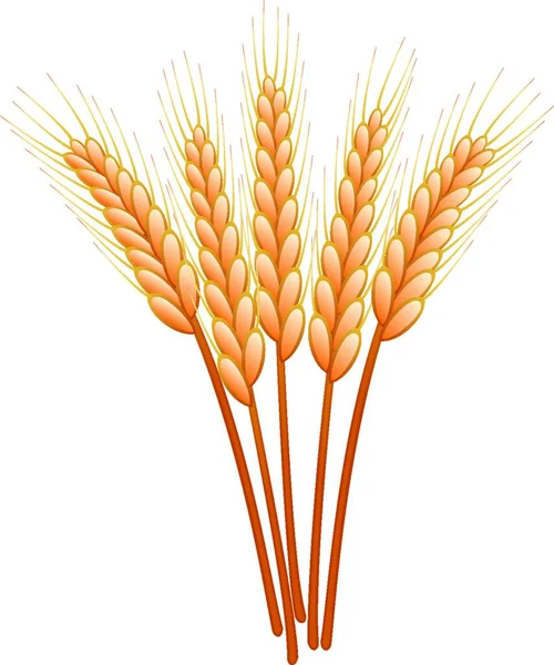 Векторная Иллюстрация Пшеничные Уши — стоковый вектор