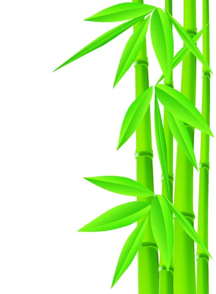 Zelený Bambus Vektorová Ilustrace — Stockový vektor
