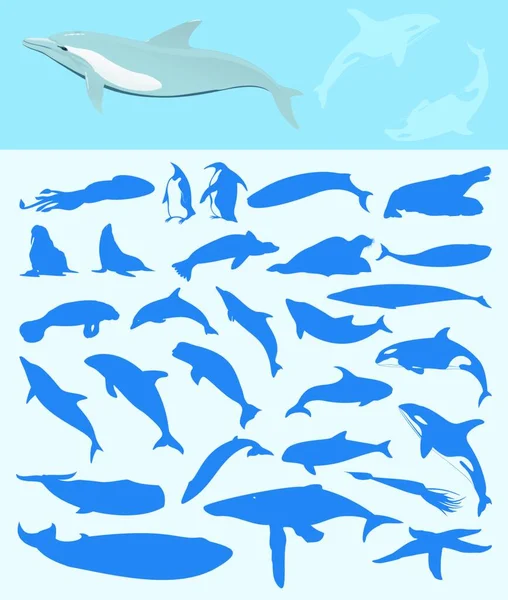 Havet Däggdjur Grafisk Vektor Illustration — Stock vektor