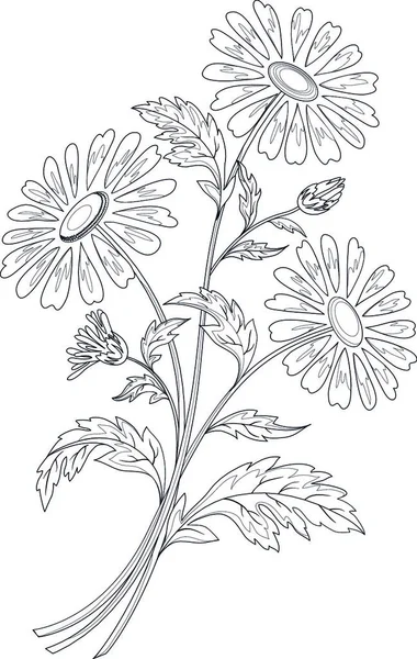 Fleurs Camomille Illustration Vectorielle Graphique — Image vectorielle