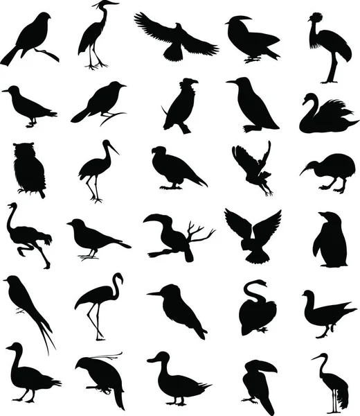 Oiseau Illustration Vectorielle Colorée — Image vectorielle