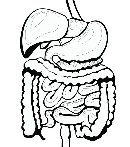 Ilustração Vetor Sistema Digestivo — Vetor de Stock