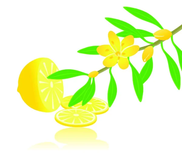 Citron Cenneti Modern Vektör Çizimi — Stok Vektör