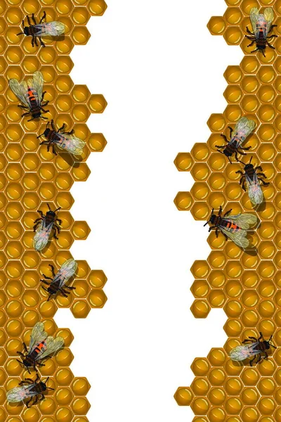 Včely Pracovní Rám Moderní Vektorové Ilustrace — Stockový vektor