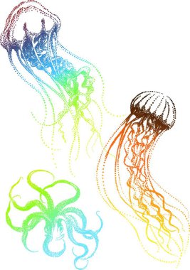 Denizanası ve ahtapot, vektör çizimi