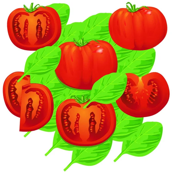 Tomat Kemangi Grafik Vektor Ilustrasi - Stok Vektor