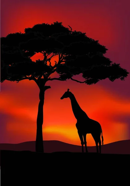 与长颈鹿非洲日落背景 — 图库矢量图片