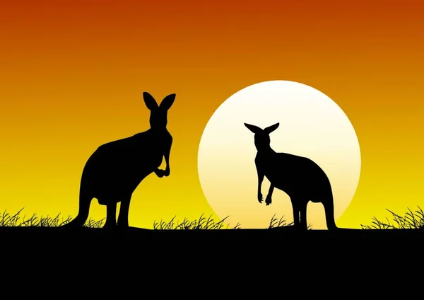 Kangoeroe Zonsondergang Achtergrond Vectorillustratie — Stockvector