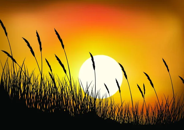 Wheat Grass Sunset Background — Stock Vector