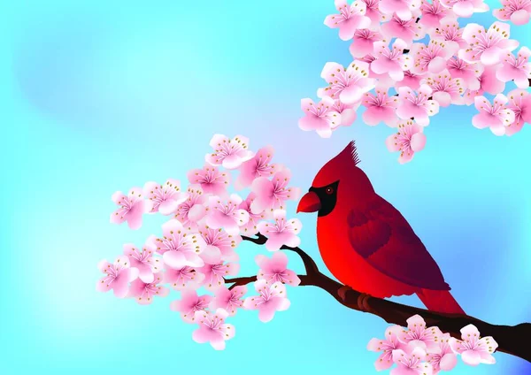 Red Bird Sitting Cherry Tree Blossom — Stock Vector
