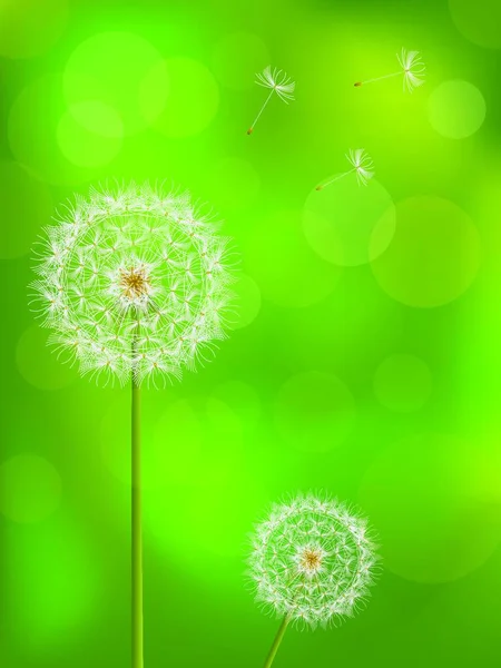 Dandelion Background Vector Illustration — Image vectorielle