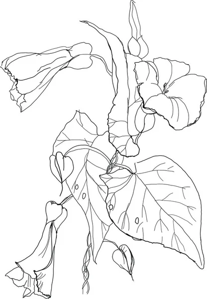 Bindweed Blommor Vektor Illustration — Stock vektor