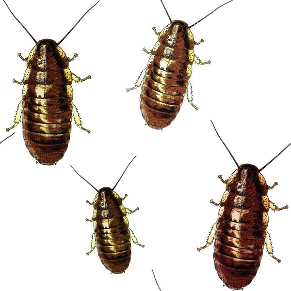 Cockroaches Textuur Vector Illustratie — Stockvector