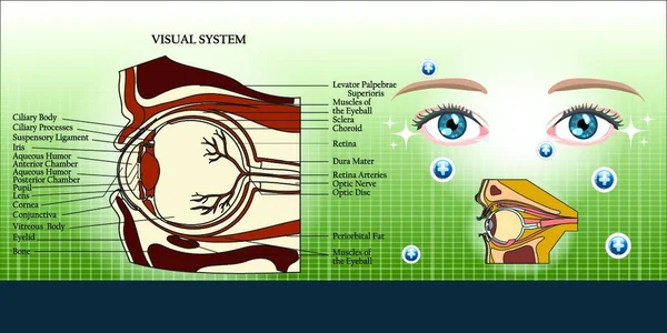 Visual System Eye Anatomy Illustration Background — Stock Vector