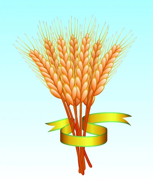 Buğday Kulakları Vektörünün Gösterimi — Stok Vektör