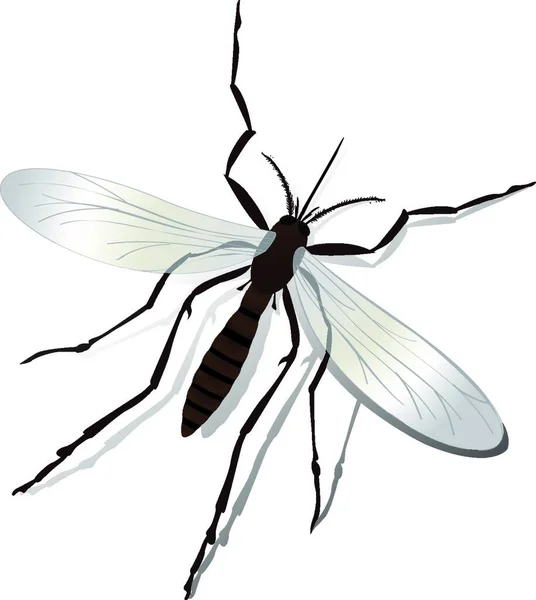 Mosquito Vector Ilustración Aislado — Archivo Imágenes Vectoriales