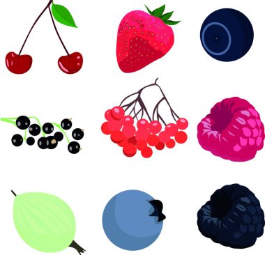 Böğürtlen seti, vektör çizimi basit tasarım