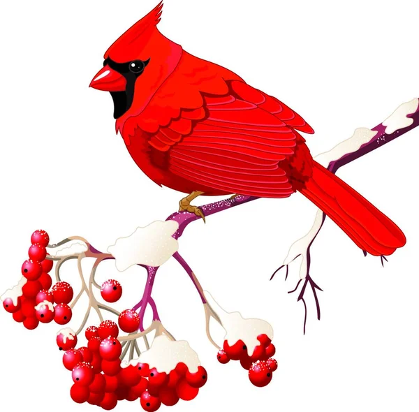 Cardeal Vermelho Ilustração Vetor Pássaro — Vetor de Stock