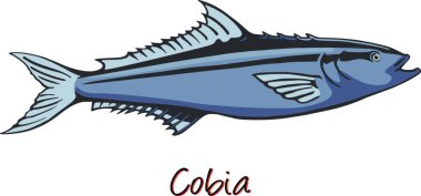 Cobia, Renk vektör çizimi