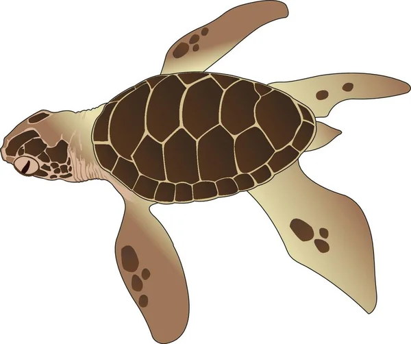 Векторная Иллюстрация Морских Черепах — стоковый вектор