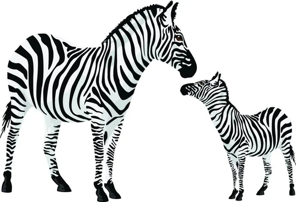 Zebra Equus Zebra Graphic Vector Illustration — стоковый вектор