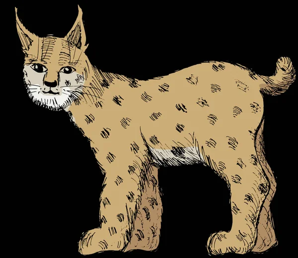 Lynx Putih Gambar Vektor Desain Sederhana - Stok Vektor