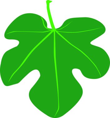 İncir Yaprağı modern vektör çizimi