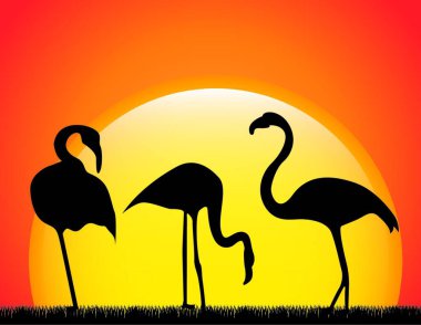 Flamingo, grafik vektör illüstrasyonu