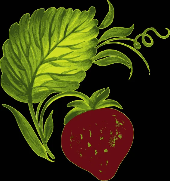 Illustration Strawberries — Stock Vector