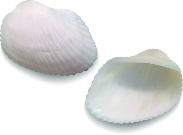 Ilustrace Seashells — Stockový vektor