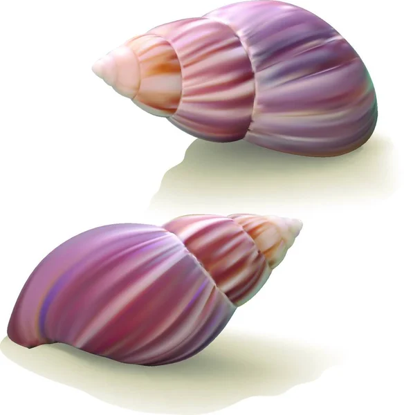 Seashells Illustrazione Vettoriale Design Semplice — Vettoriale Stock