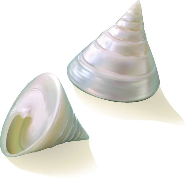 Seashells Vector Illustration Simple Design — Stock Vector