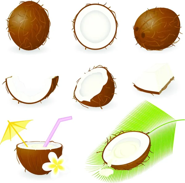 Kokosnuss Einfache Vektorillustration — Stockvektor