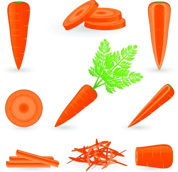 Современная Векторная Иллюстрация Моркови — стоковый вектор