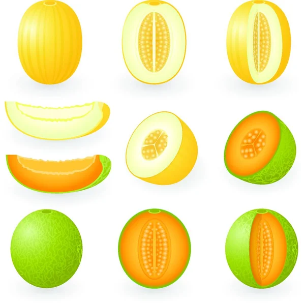 Melon Set Modern Vector Illustration — Stock Vector