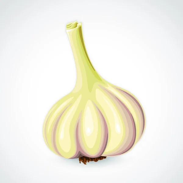 Handdrawn Vector Garlic Illustration — Stock Vector