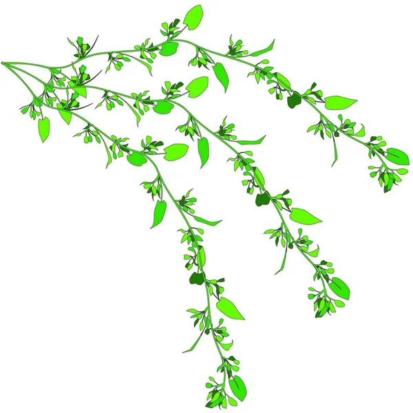 ゾクゾク植物のイラスト — ストックベクタ