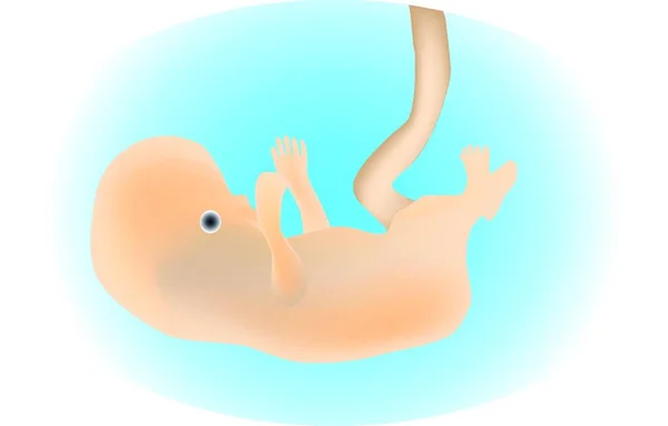 Illustration Embryo — Stock Vector
