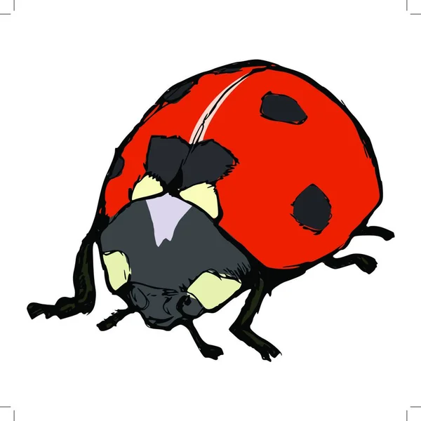 Illustration Ladybird — Stock Vector
