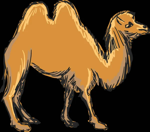 Camel Graphic Vector Illustration — Stock Vector
