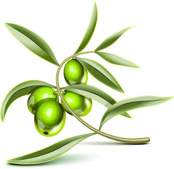 Zweig Grüne Oliven Grafische Vektorillustration — Stockvektor