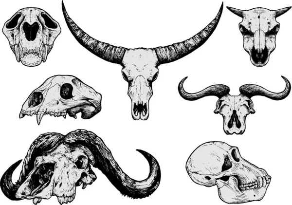 Cráneos Animales Conjunto Ilustración Vectorial — Archivo Imágenes Vectoriales