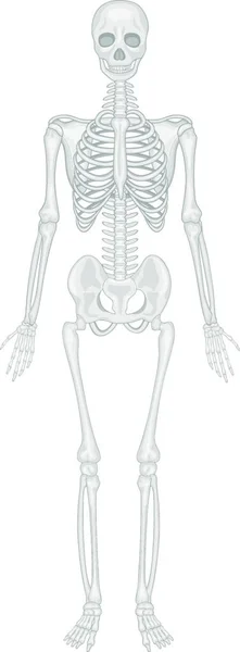Illustration Système Squelettique — Image vectorielle