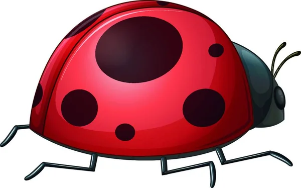 Ladybug Vektorová Ilustrace Jednoduchá Konstrukce — Stockový vektor