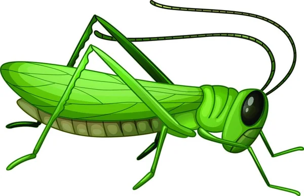 Grasshopper Vector Illustration Simple Design — Stock Vector
