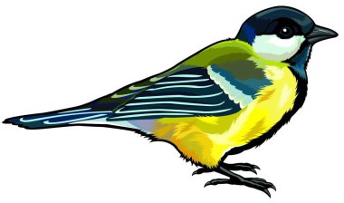 great titmouse, vector illustration